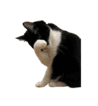 NEKO20221129（個別スタンプ：33）