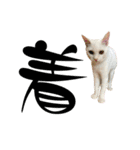NEKO20221129（個別スタンプ：34）