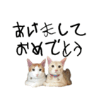 NEKO20221129（個別スタンプ：39）