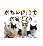 NEKO20221129（個別スタンプ：40）