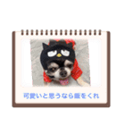 愛犬REO（個別スタンプ：3）