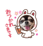 愛犬REO（個別スタンプ：4）