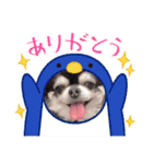 愛犬REO（個別スタンプ：6）