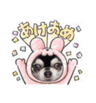 愛犬REO（個別スタンプ：16）