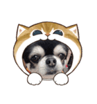 愛犬REO（個別スタンプ：18）