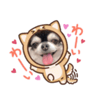 愛犬REO（個別スタンプ：19）