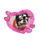 愛犬REO（個別スタンプ：20）