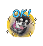 愛犬REO（個別スタンプ：21）