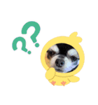 愛犬REO（個別スタンプ：22）