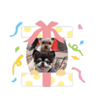 愛犬REO（個別スタンプ：23）