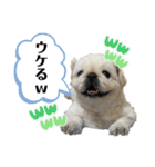もふもふ姉弟 3（個別スタンプ：1）