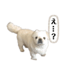 もふもふ姉弟 3（個別スタンプ：4）