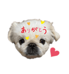 もふもふ姉弟 3（個別スタンプ：5）