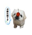 もふもふ姉弟 3（個別スタンプ：7）