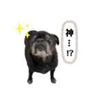 もふもふ姉弟 3（個別スタンプ：9）