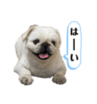 もふもふ姉弟 3（個別スタンプ：10）