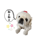 もふもふ姉弟 3（個別スタンプ：11）