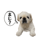 もふもふ姉弟 3（個別スタンプ：13）