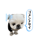 もふもふ姉弟 3（個別スタンプ：15）