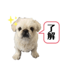 もふもふ姉弟 3（個別スタンプ：16）