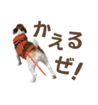 jackmoisel（個別スタンプ：1）