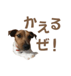 jackmoisel（個別スタンプ：2）