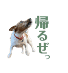 jackmoisel（個別スタンプ：3）