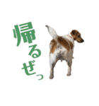 jackmoisel（個別スタンプ：4）