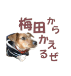 jackmoisel（個別スタンプ：5）