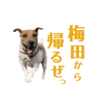 jackmoisel（個別スタンプ：7）