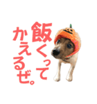 jackmoisel（個別スタンプ：8）