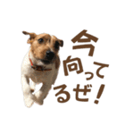 jackmoisel（個別スタンプ：12）