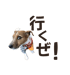 jackmoisel（個別スタンプ：13）
