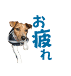 jackmoisel（個別スタンプ：15）