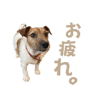 jackmoisel（個別スタンプ：16）