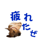 jackmoisel（個別スタンプ：20）