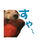 jackmoisel（個別スタンプ：22）