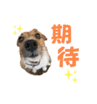 jackmoisel（個別スタンプ：27）