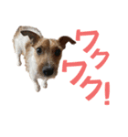 jackmoisel（個別スタンプ：28）