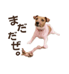 jackmoisel（個別スタンプ：30）