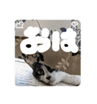 愛猫毛玉ちゃんミルキー2（個別スタンプ：1）
