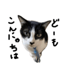 愛猫毛玉ちゃんミルキー2（個別スタンプ：2）
