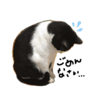 愛猫毛玉ちゃんミルキー2（個別スタンプ：5）