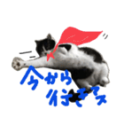愛猫毛玉ちゃんミルキー2（個別スタンプ：6）