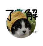 愛猫毛玉ちゃんミルキー2（個別スタンプ：7）