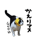 愛猫毛玉ちゃんミルキー2（個別スタンプ：10）