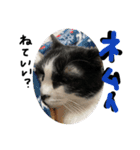 愛猫毛玉ちゃんミルキー2（個別スタンプ：11）