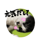 愛猫毛玉ちゃんミルキー2（個別スタンプ：15）