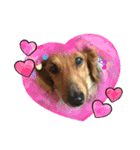 愛犬たぬき（個別スタンプ：1）