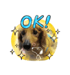 愛犬たぬき（個別スタンプ：2）
